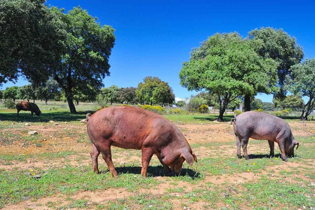 Wie wird der Pata-Negra-Schinken hergestellt?