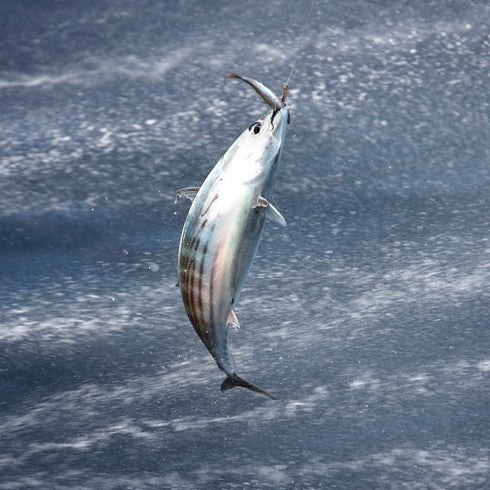 Atún de las Azores en aceite de oliva BIO 120g