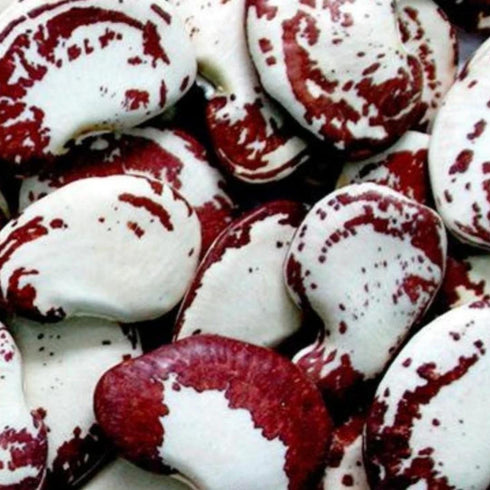 Garrofons (Habas para Paella) 400g