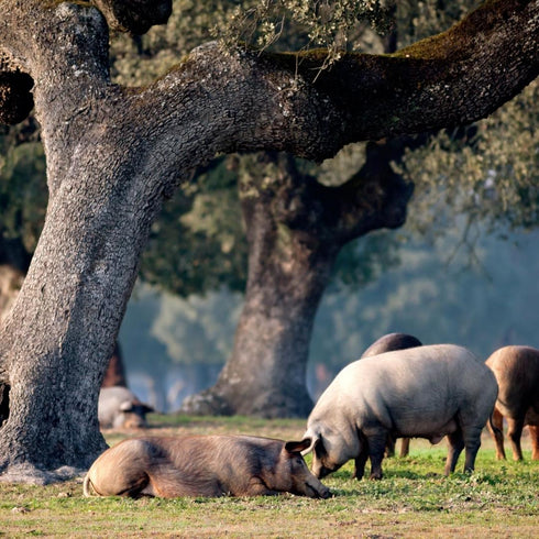 Paleta Pata Negra 100% Ibérico Bellota (shoulder) 5kg